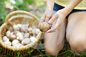 young woman gathers mushrooms in forest