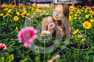 A young woman at a gerbera farm. Flower cultivation in greenhouses. A hothouse with gerbers. Daisy flowers plants in greenhouse