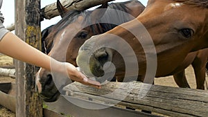 Young woman girl feeding and taking care of brown horse. Female with animal outdoor.