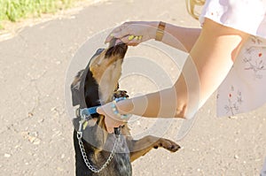 Young woman gives a treat to a cute dog on a walk in the park on a summer evening