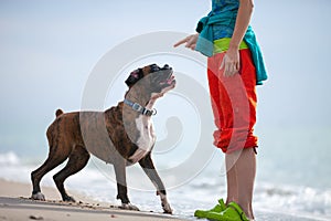 Young woman giving a command to a boxer dog photo