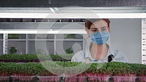 young woman with glasses in medical mask and gloves sprays with water from spray bottle on micro green in containers