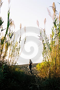 Young woman goes out along the sandy road to the beach from tall grass