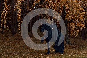 young woman in gothic clothes is engaged in dressage in the Friesian stallion