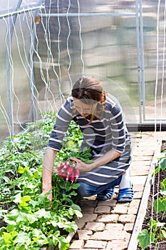 A young woman in a greenhouse harvests ripe radishes.