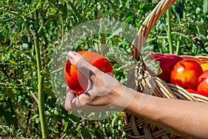 Young woman hand tearing off juicy tomato and folds it into wicker basket. Ripe red tomatoes growing in the garden