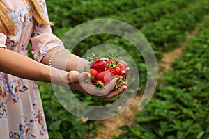 Young woman hands holding freshly harvested strawberries, self p