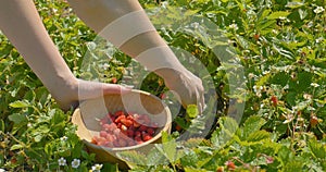 Young woman hands picking strawberry in field to wooden plate