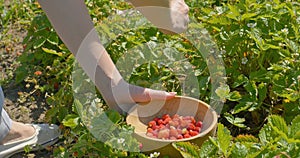 Young woman hands picking strawberry in field to wooden plate