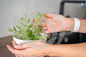 Young woman hands takes care of rosemary in a flower pot in the kitchen. Growing fresh greens at home for eating