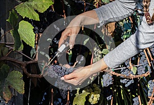 Young woman harvesting black grapes for winemaking.