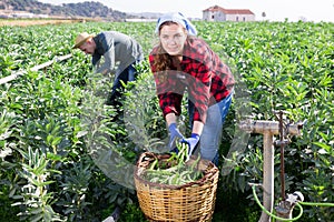 Young woman harvesting crop of beans on spring day