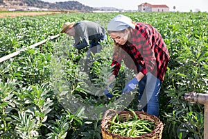 Young woman harvesting crop of beans on spring day