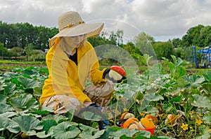 Young woman harvesting decorative pumpkins