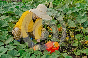 Young woman harvesting decorative pumpkins