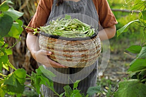 Young woman harvesting fresh green beans in garden, closeup