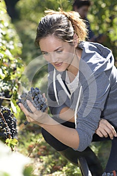 Young woman harvesting grapes