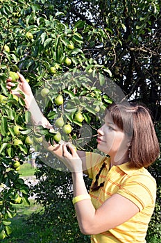 Young woman harvesting green pear