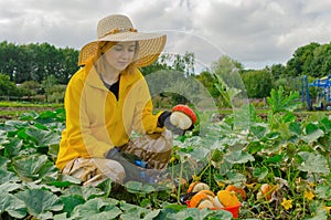 Young woman harvesting pumpkins