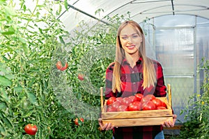 Young woman harvesting tomatoes at organic farm.