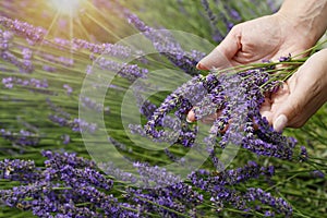 A young woman has freshly cut lavender flowers Lavandula angustifolia The flowers of lavender are beautiful purple colors