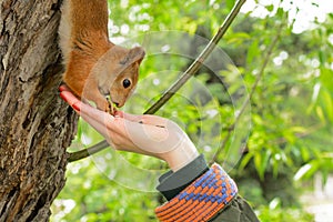 Young woman in a hat feeding a squirrel with hand nuts