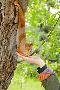 Young woman in a hat feeding a squirrel with hand nuts