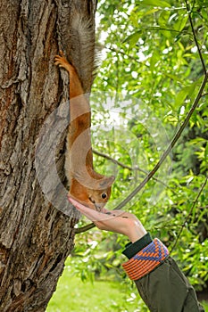 Young woman in a hat feeding a squirrel with hand nuts