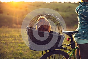Young woman having fun near countryside park, riding bike, traveling with companion spaniel dog
