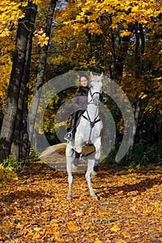 Young woman and her beautiful white arabian stallion rearing up in the autumn woods