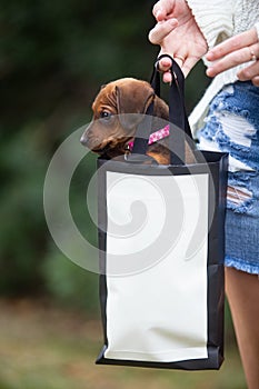 Young woman with her dachshund