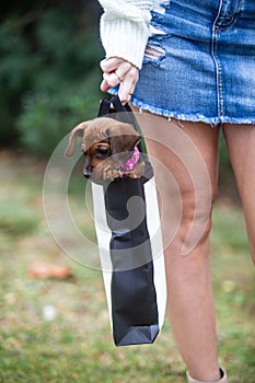 Young woman with her dachshund