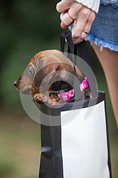 Young woman with her dachshund