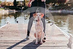 young woman and her dog outdoors in a park with a lake. sunny day, autumn season