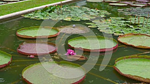 Young woman and her son looking at huge blooming water lily lotuses in a tropical park