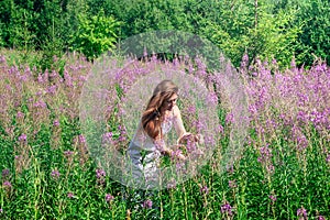 Young woman herbalist gathers fireweed in a basket