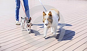 Young woman holding books in a hand while walking with a dog. Friendship between human and dog. Pets and animals concept