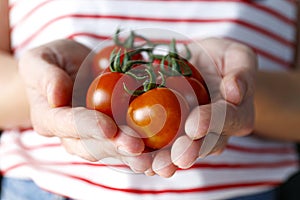 Young woman holding a branch of beautiful juicy organic red cherry tomatoes.