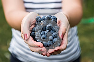 A young woman holding a bunch of red wine grapes in a vineyard.