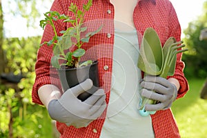 Young woman holding gardening tools and seedling in plastic pots on the domestic garden at summer sunny day. Gardening and farming