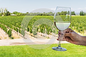 A young woman holding a glass of white wine against the background of vineyard.