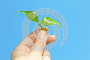 Young woman holding green leaves of tea plant against blue sky