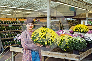 Young Woman holding potted yellow chrysanthemum daisy flowers at garden shopping center. Autumn ideas of outdoor decorating. Hobby