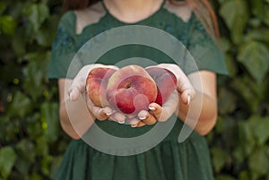  young woman holding some red plane peaches in her hands. Prunus persica platycarpa. Chinese, plane peach. Varieties:
