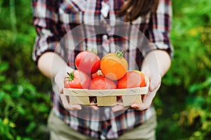 Young woman holding tomato harvest in hands