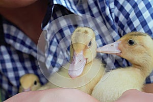 Young woman holding a yellow duckling in her hands in countryside.