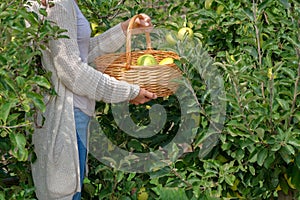 Young woman holds a basket of ripe green apples Golden Delicious