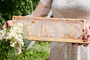 young woman holds a frame with honeycombs full of fresh acacia honey, a new harvest of a sweet bee delicacy,