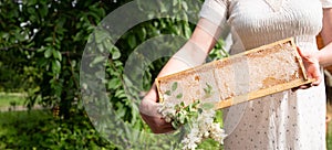 young woman holds a frame with honeycombs full of fresh acacia honey, a new harvest of a sweet bee delicacy,