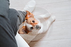 Young woman at home using mobile phone, cute small dog besides. work from home concept